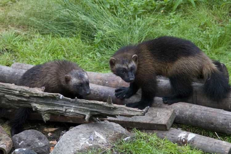 Росомаха: фото, описание, места обитания и особенности жизни