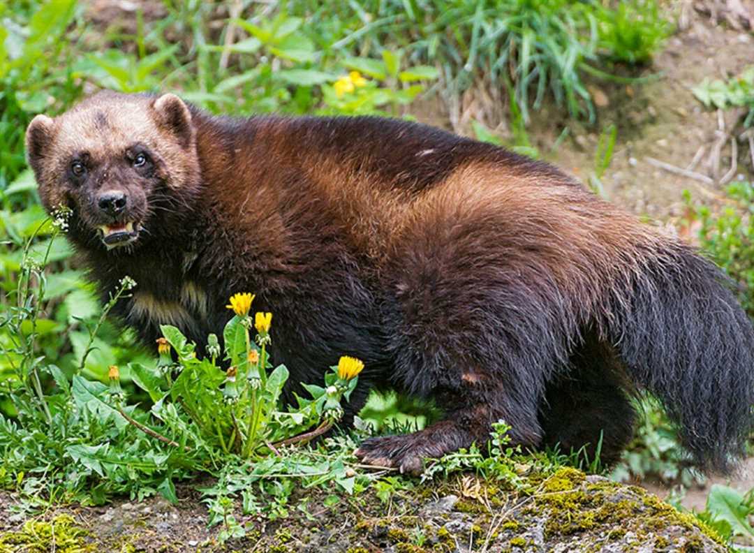 Росомаха: забавные зверята и их фото