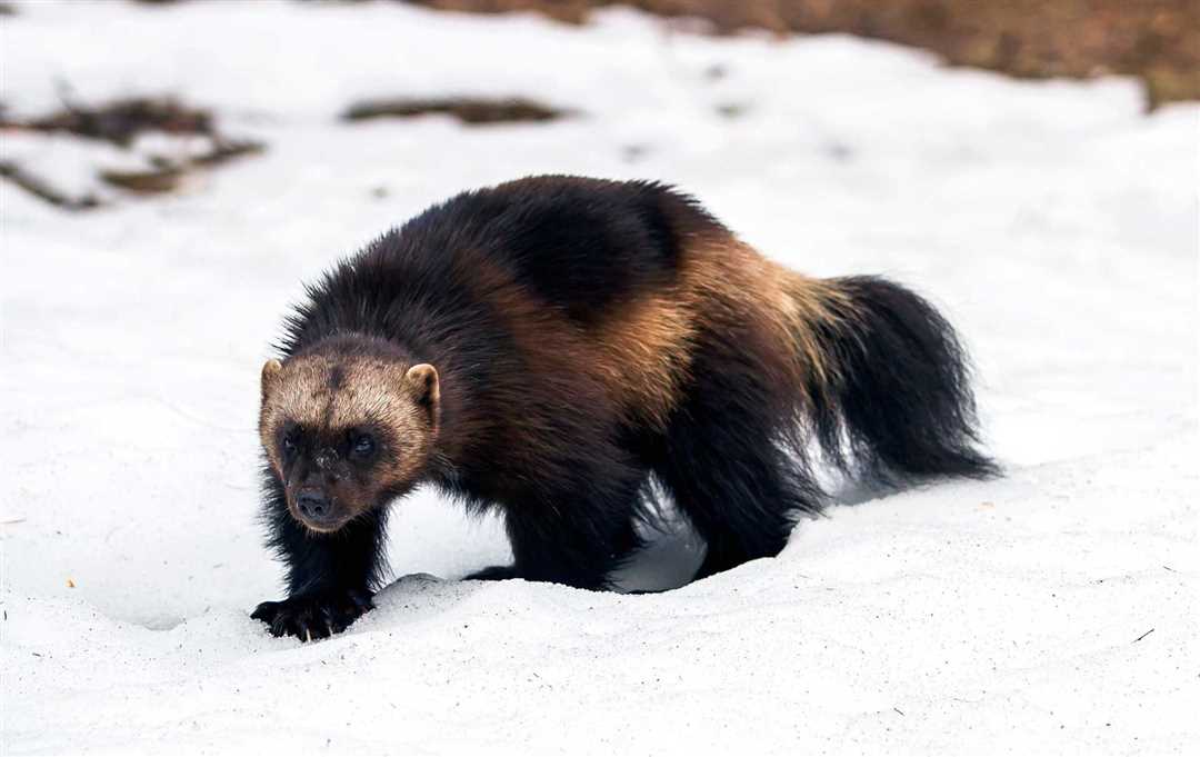 Росомаха: зверь с сильным характером
