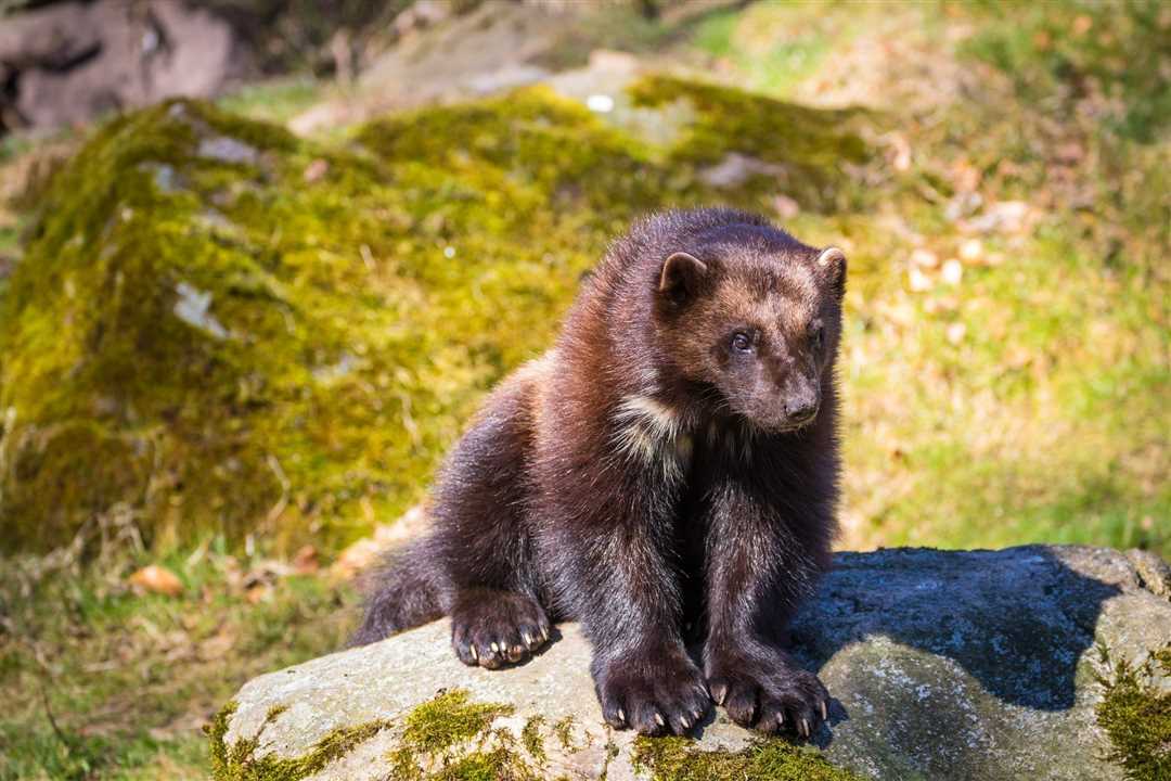 Фото росомахи