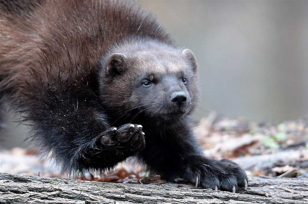 Росомаха - Животное С Самым Впечатляющим Внешним Видом! Росомаха животное фото