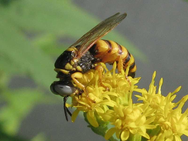 Какие бывают ос и чем они жалят?