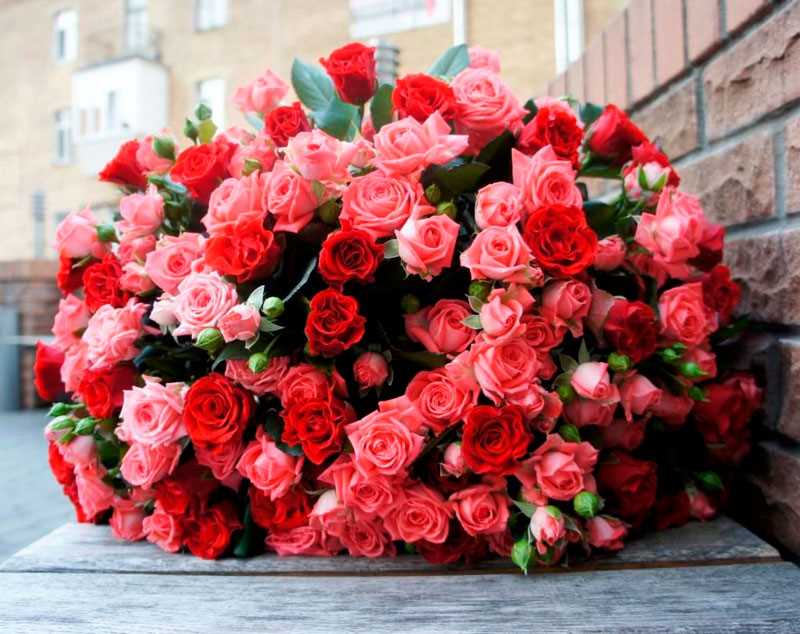 Розы фото цветов: красивые изображения и разновидности