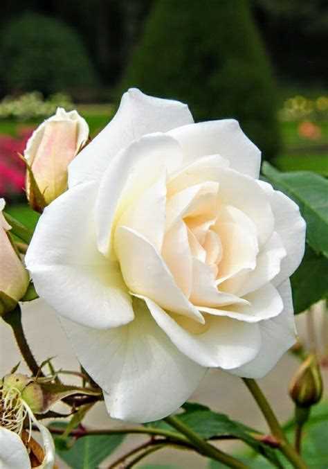 История роз в культуре