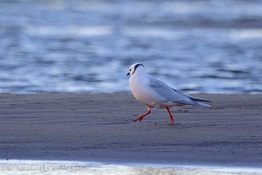 Фото розовой чайки