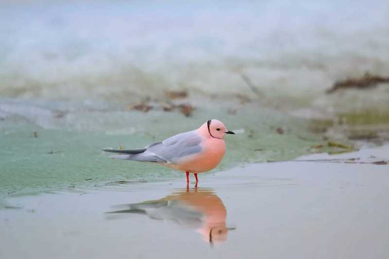 Какой звук издают розовые чайки и где они обитают?