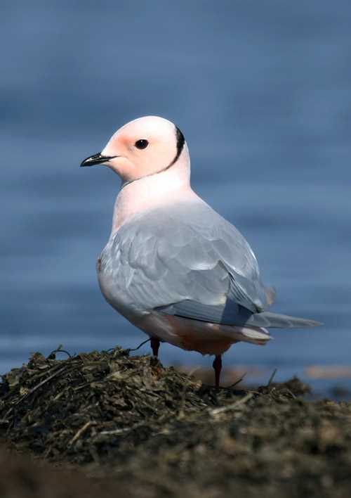 Розовая чайка фото