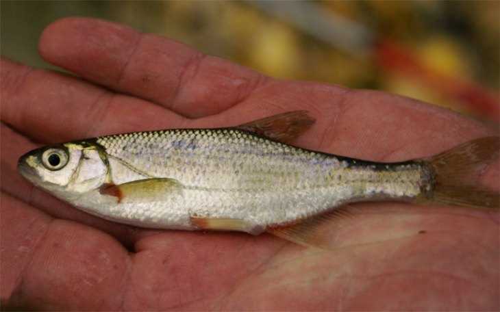 Быстрянка русская фото