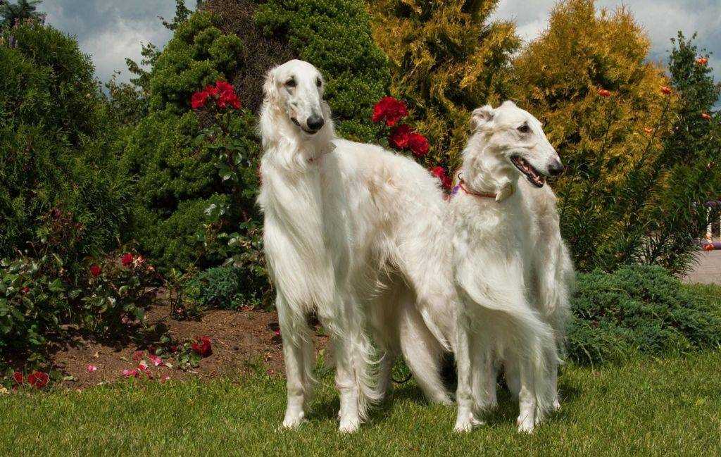 Хортая борзая