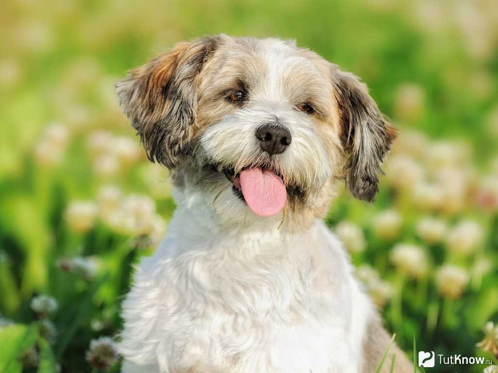 Русская цветная болонка: описание породы, особенности содержания и ухода