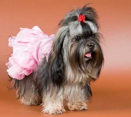 Содержание русской цветной болонки