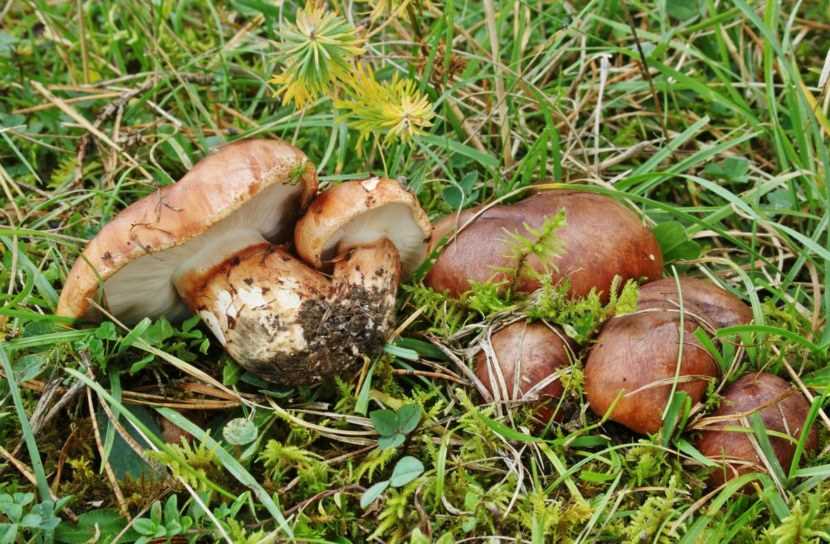 Рядовка гриб: фото и подробное описание на сайте