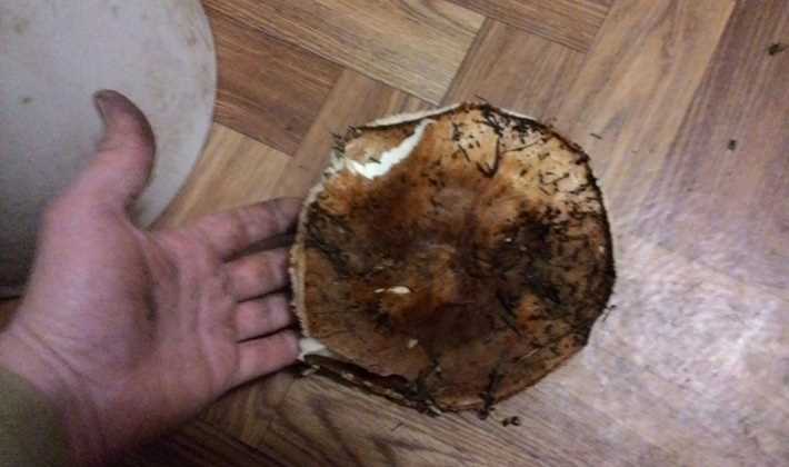 Типы почв и лесов
