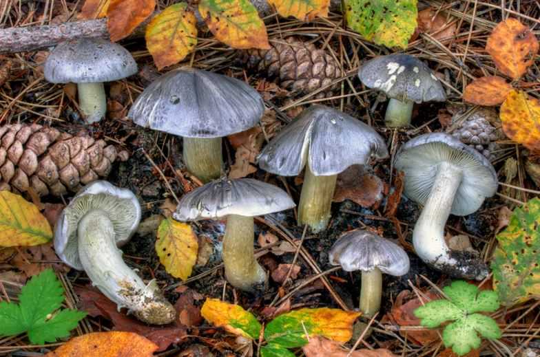 Типы лесов, где можно встретить рядовку серую ядовитую