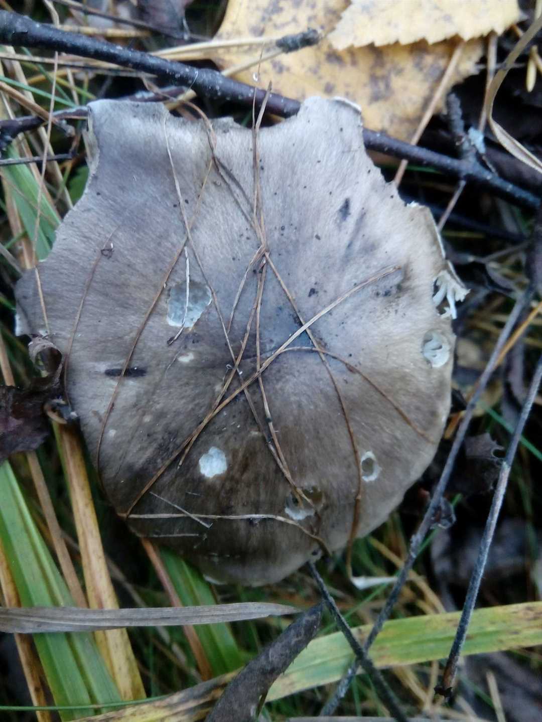 Лечение при отравлении рядовкой серой ядовитой