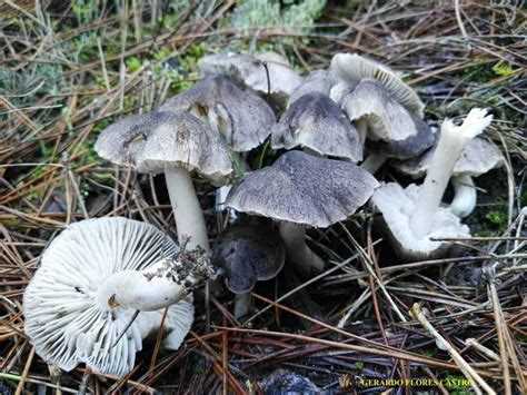 Рядовка серая ядовитая: как определить и избежать опасности