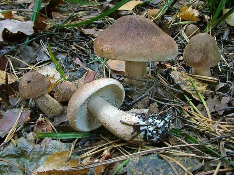 Новые рецепты с использованием рядовок