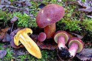 Рядовки грибы: фото и описание видов Рядовки грибы: фото и описание видов