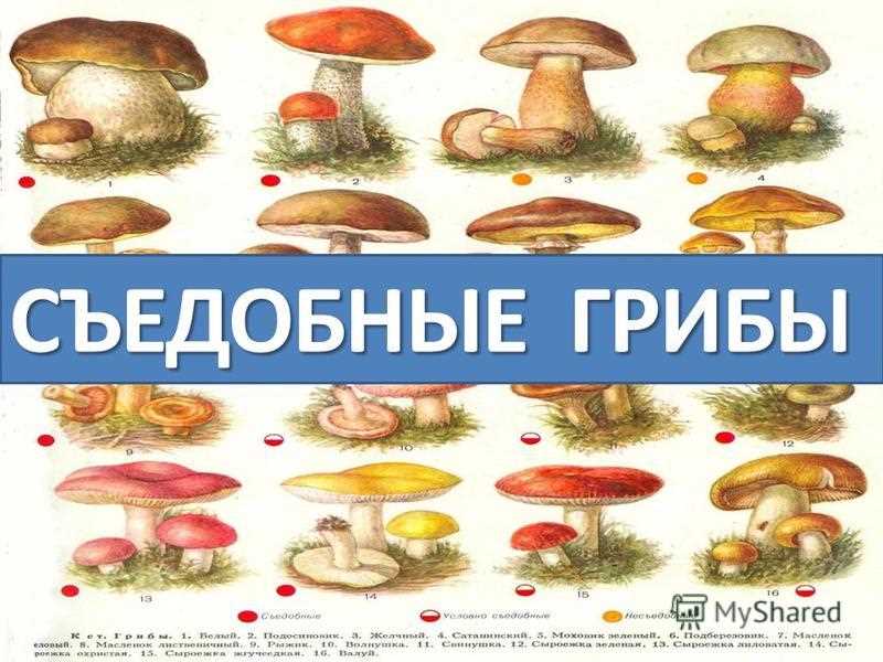 Зеленая рядовка