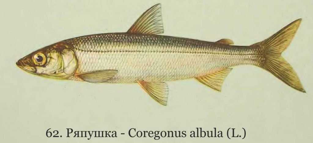 Содержание белка, железа, кальция