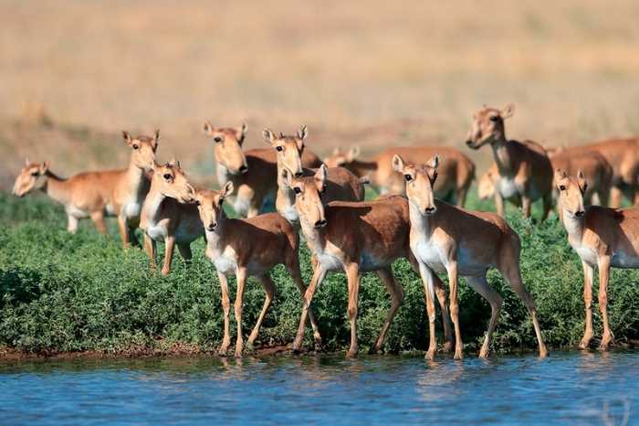 Сайгак: фото животного, особенности и места обитания в природе