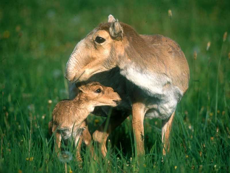 Места обитания и распространение