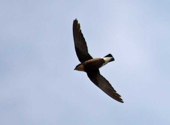 Насколько быстро летят перелетные птицы?