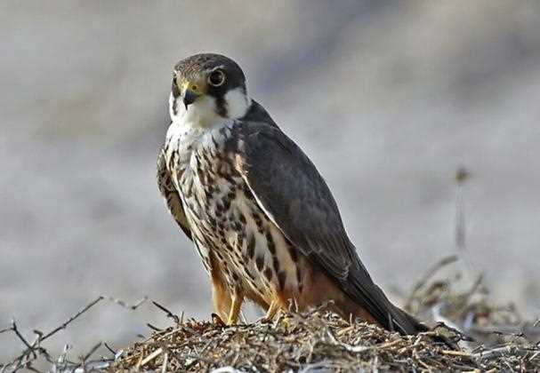 Особенности строения, обеспечивающие стремительность