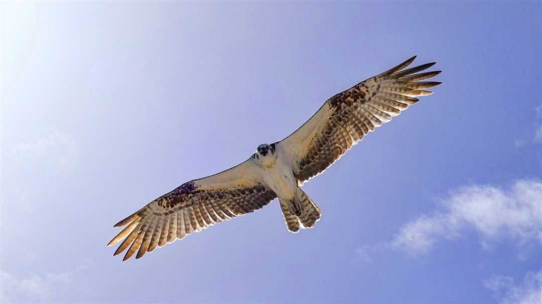 Самая быстрая птица в мире: топ-10 самых стремительных представителей птиц мира