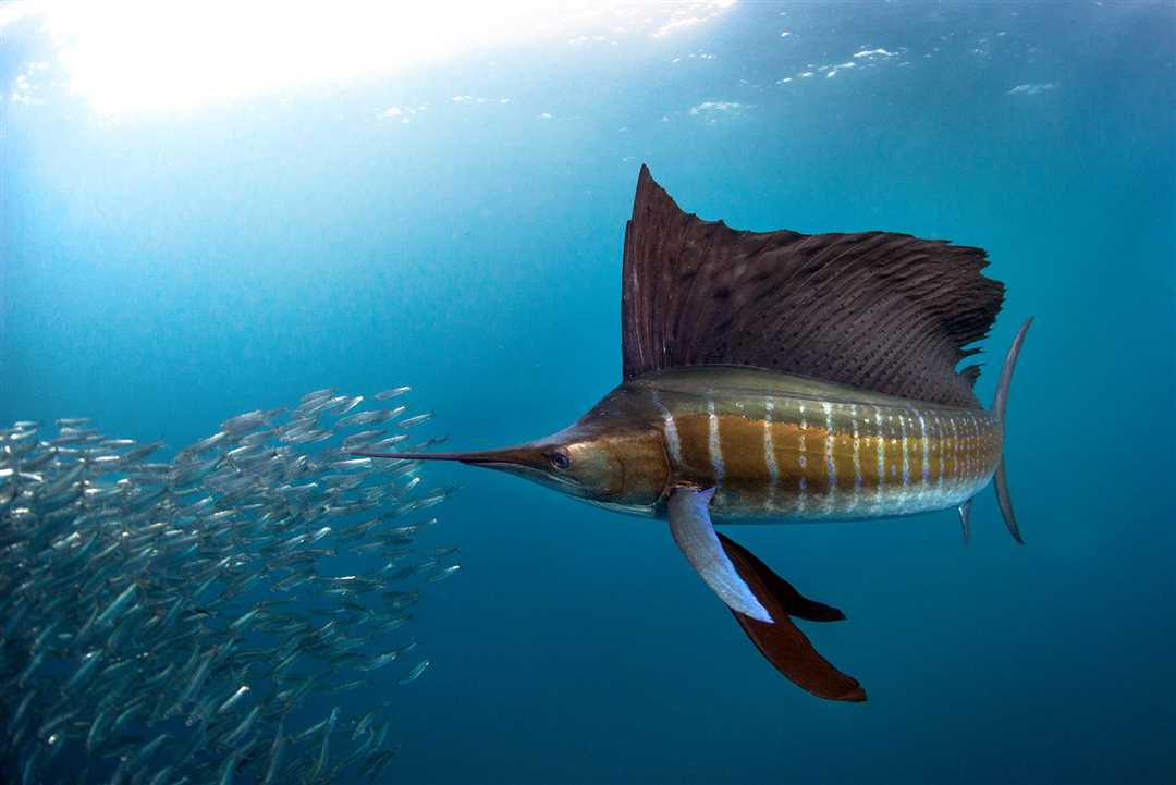 Самые быстрые рыбы мира