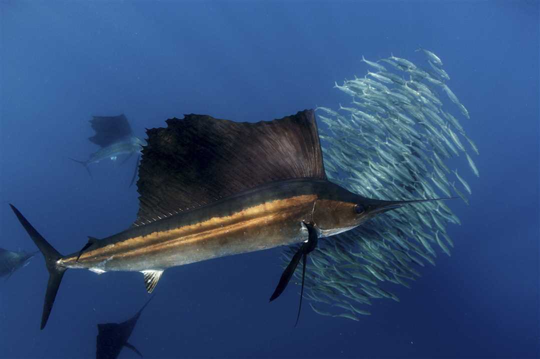 Особенности рыбы-меча: