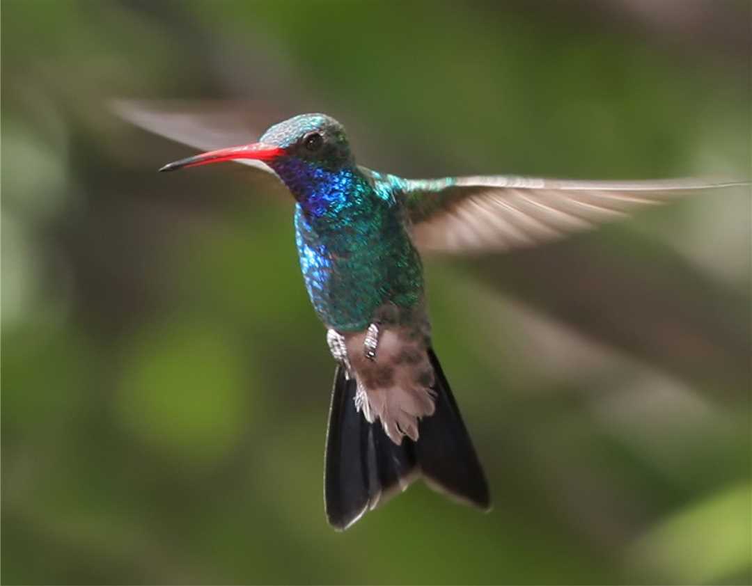 Самая маленькая птица в мире