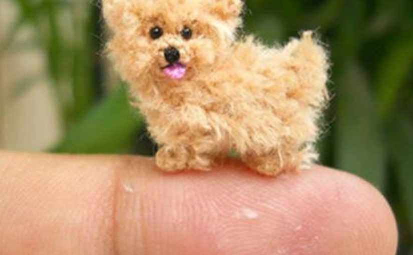 Особенности поведения самой маленькой собачки