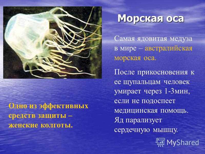 Фото ядовитой кубомедузы