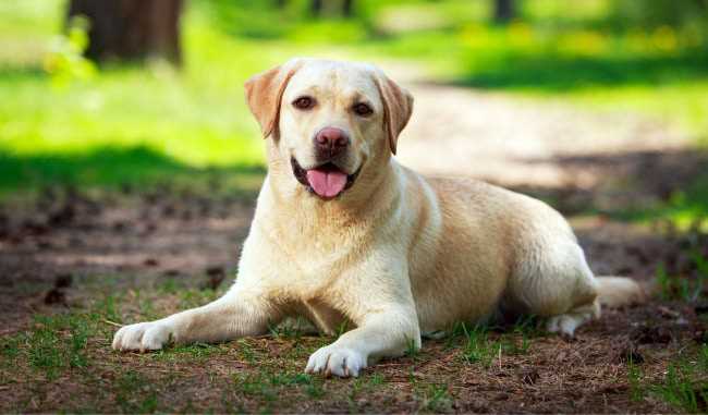 Самые дружелюбные и ласковые породы собак: обзор