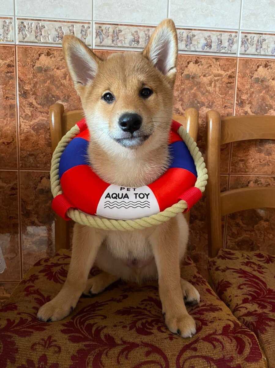 Самые известные собаки в мире