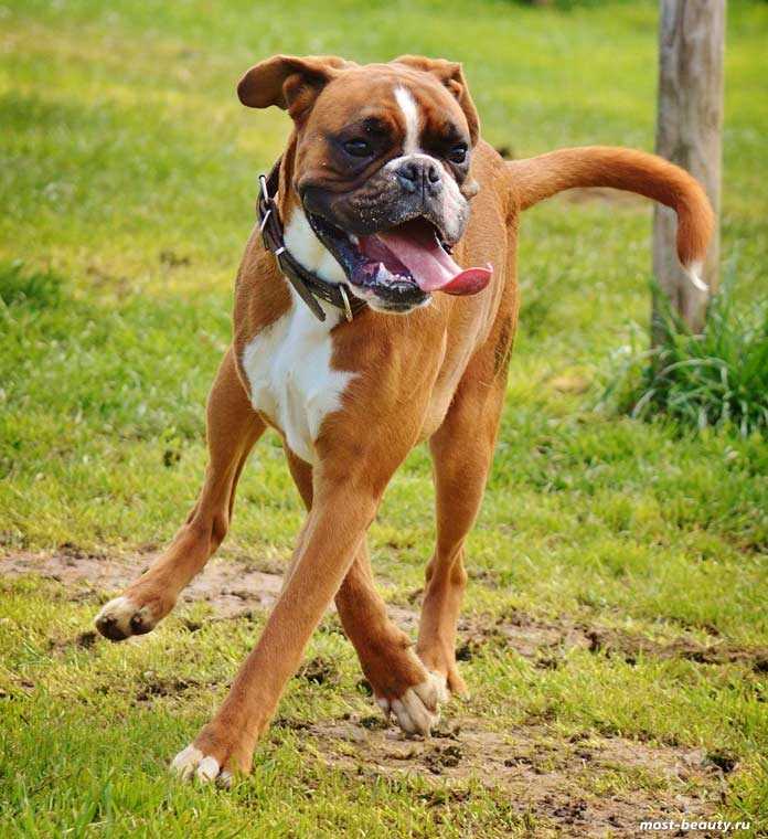 Самые милые фото собаки боксера. Боксер – верный друг для всей семьи!