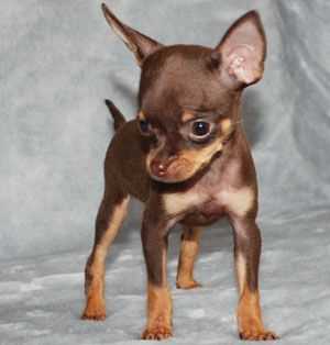 Самые милые фото той терьера для любителей породы | Наш сайт