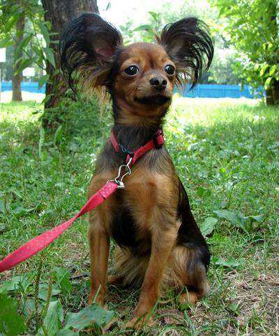 Особенности ухода за шерстью