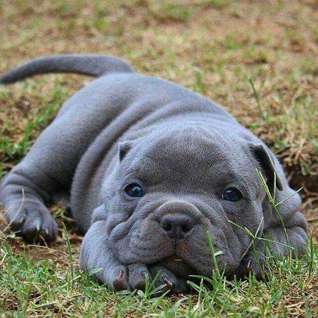 Самые милые и поразительные фото питбуля собаки, которые заставят вас влюбиться в эту породу!