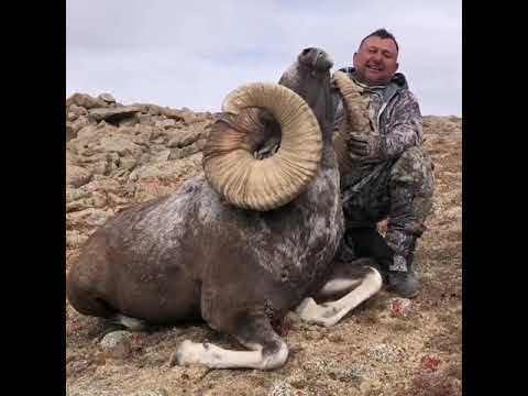 Впечатляющие горные бараны