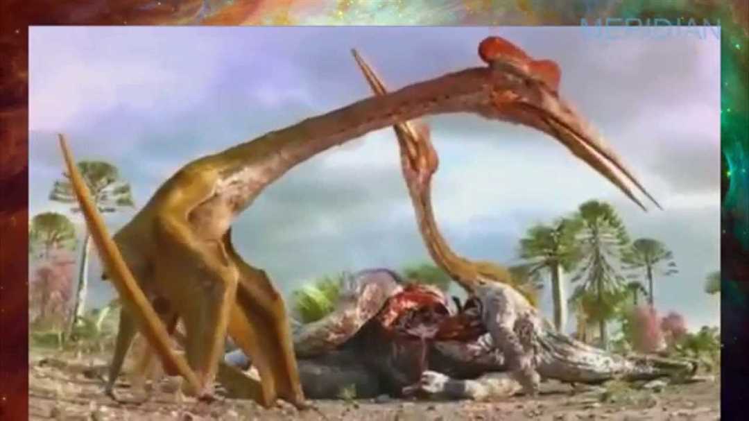 Анатомические особенности