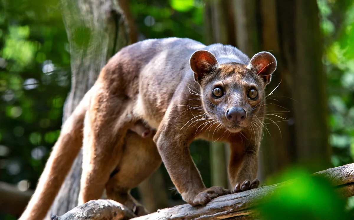 Описание лемура