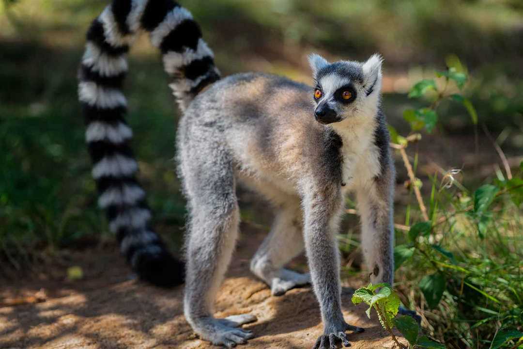 Лемур фото животное с полосатым хвостом из Мадагаскара