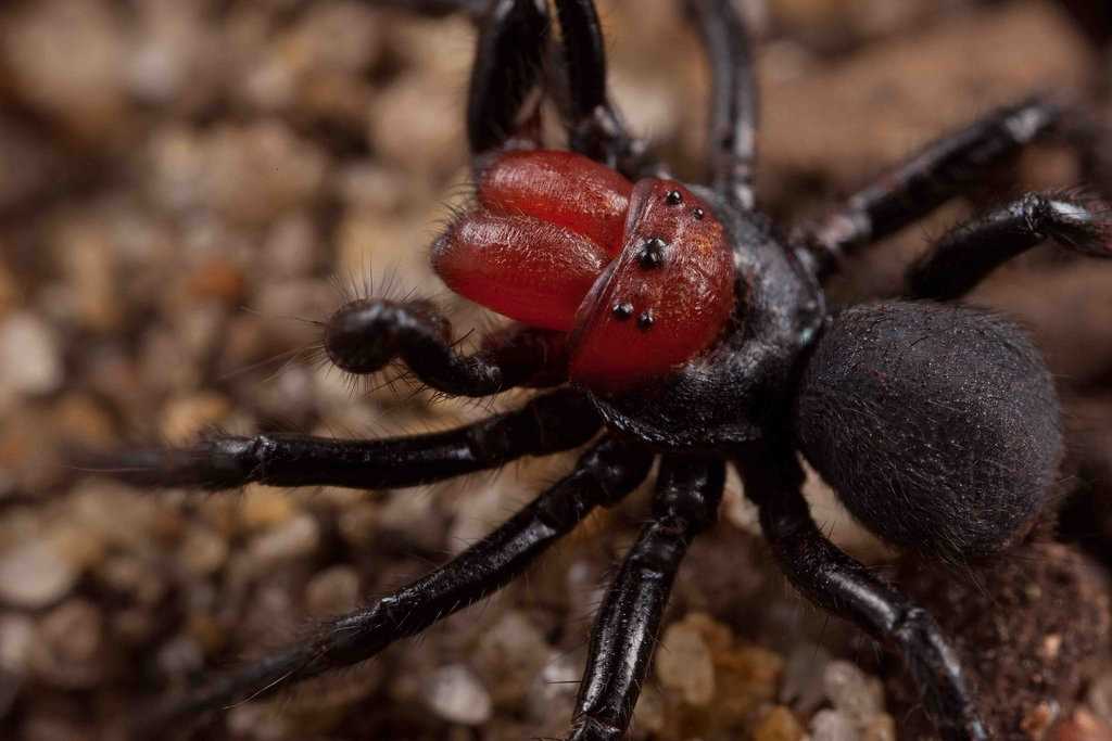 Самый опасный паук: рейтинг 10 ядовитых представителей на Земле