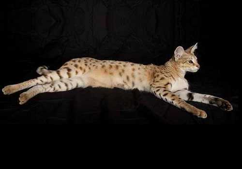 Самый старый кот в мире: рекорд по продолжительности жизни и секрет его долголетия Самый старый кот в мире: рекорд по продолжительности жизни и секрет его долголетия