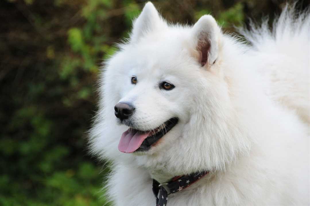 Самоед собака фото: красивые изображения и особенности породы