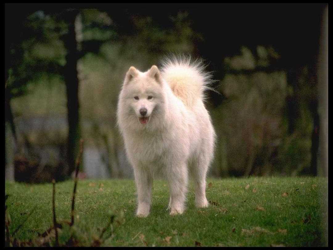 Самоеды: подборка фото и описание породы