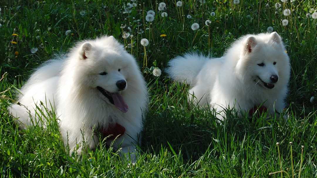 Происхождение