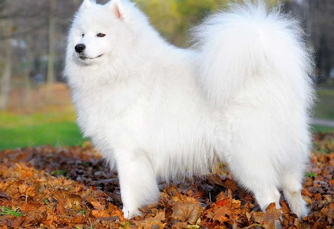 Особенности ухода